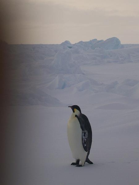 First close penguin siting of SIMBA 11.jpg
